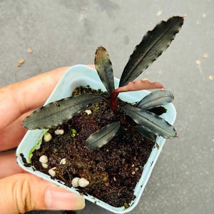 Bucephalandra Brownie Ghost 2011 - Etsy
