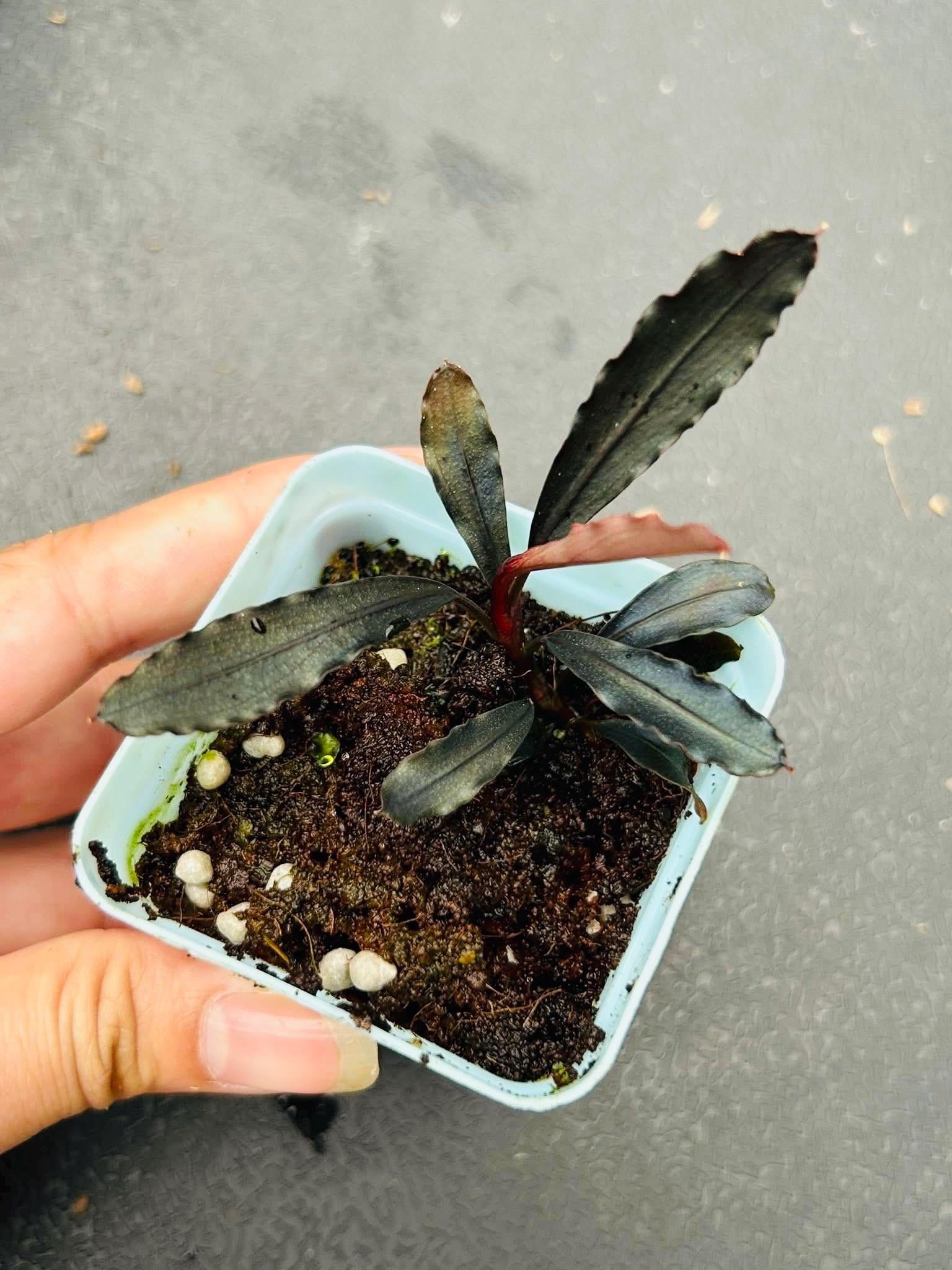 Bucephalandra Brownie Ghost - Etsy