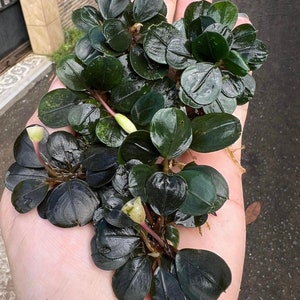 Bucephalandra Sweet Love - Super rare | Beautiful form