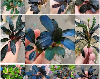 Bucephalandra Midnight Blue - Live Aquatic Plants - Only Plants