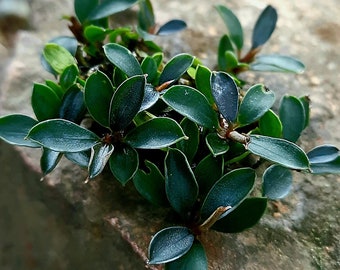 Bucephalandra Melawi Clump | Small Clumps | Aquatic Plant