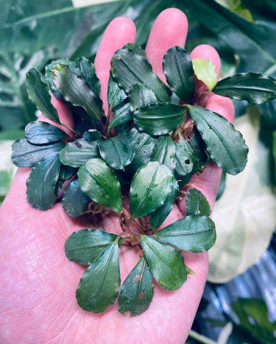 Bucephalandra Beginner Pack - 5 Plants - Etsy