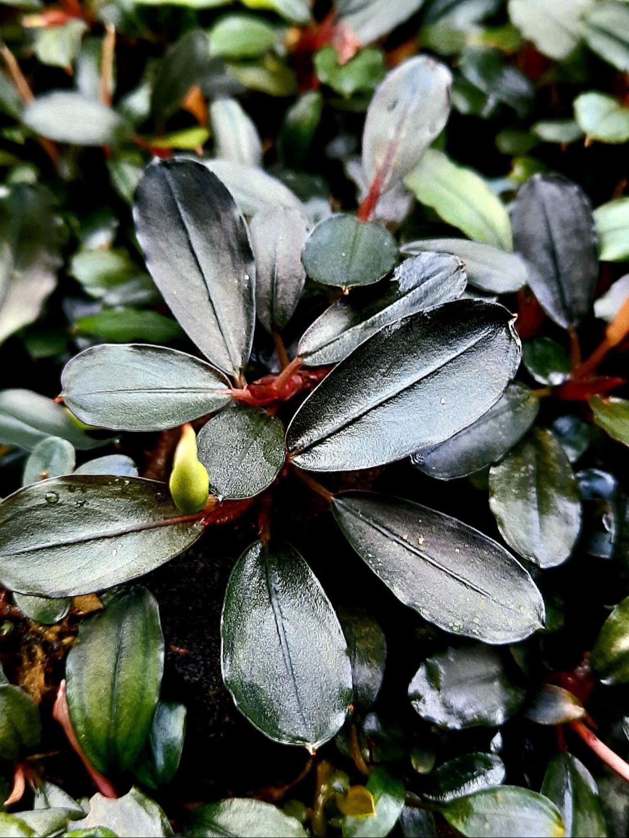 Bucephalandra Black Widow | Ships From Austin, Texas - Etsy