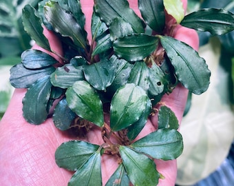 Bucephalandra Purple Swan | Aquatic Plant