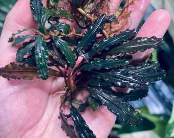 Bucephalandra Godzilla | Aquatic Plant