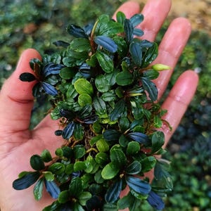 BUCEPHALANDRA forまぁ Bucephalandra | APF Buce Collection | Aquarium Plants
