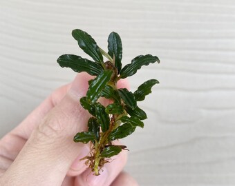 Bucephalandra Mini Phantom | Aquatic Plant