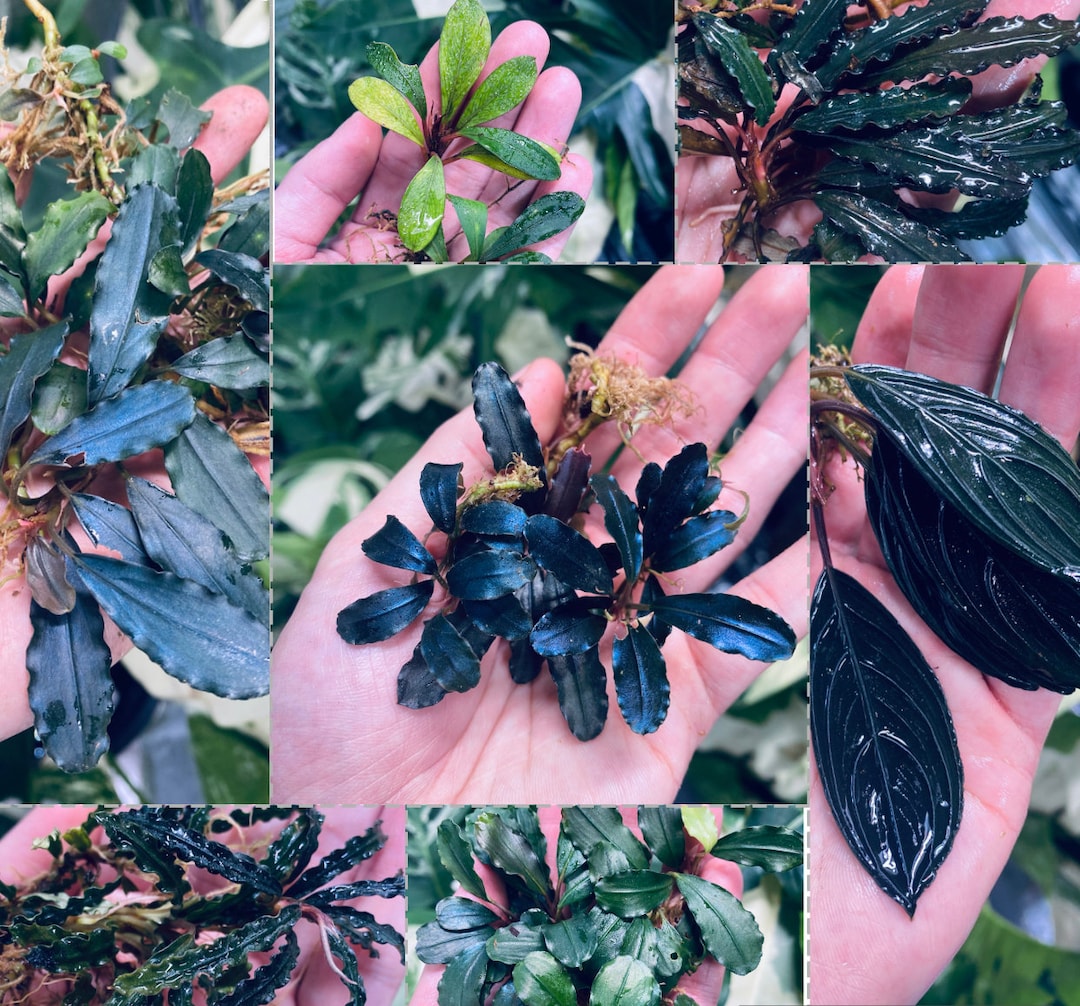 Bucephalandra Beginner Pack - 5 Plants - Etsy