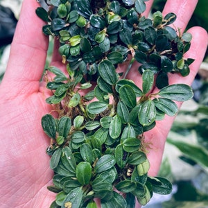 Mini Bucephalandra Clump - Buy 2 get 1 free | Small Clump