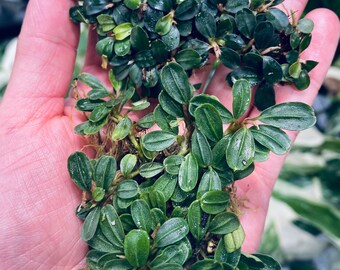 Mini Bucephalandra Clump - Buy 2 get 1 free | Small Clump