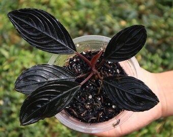 Buy 2 Get 1 Free Bucephalandra Sp. Dark Afika Rare Aquarium Plants 