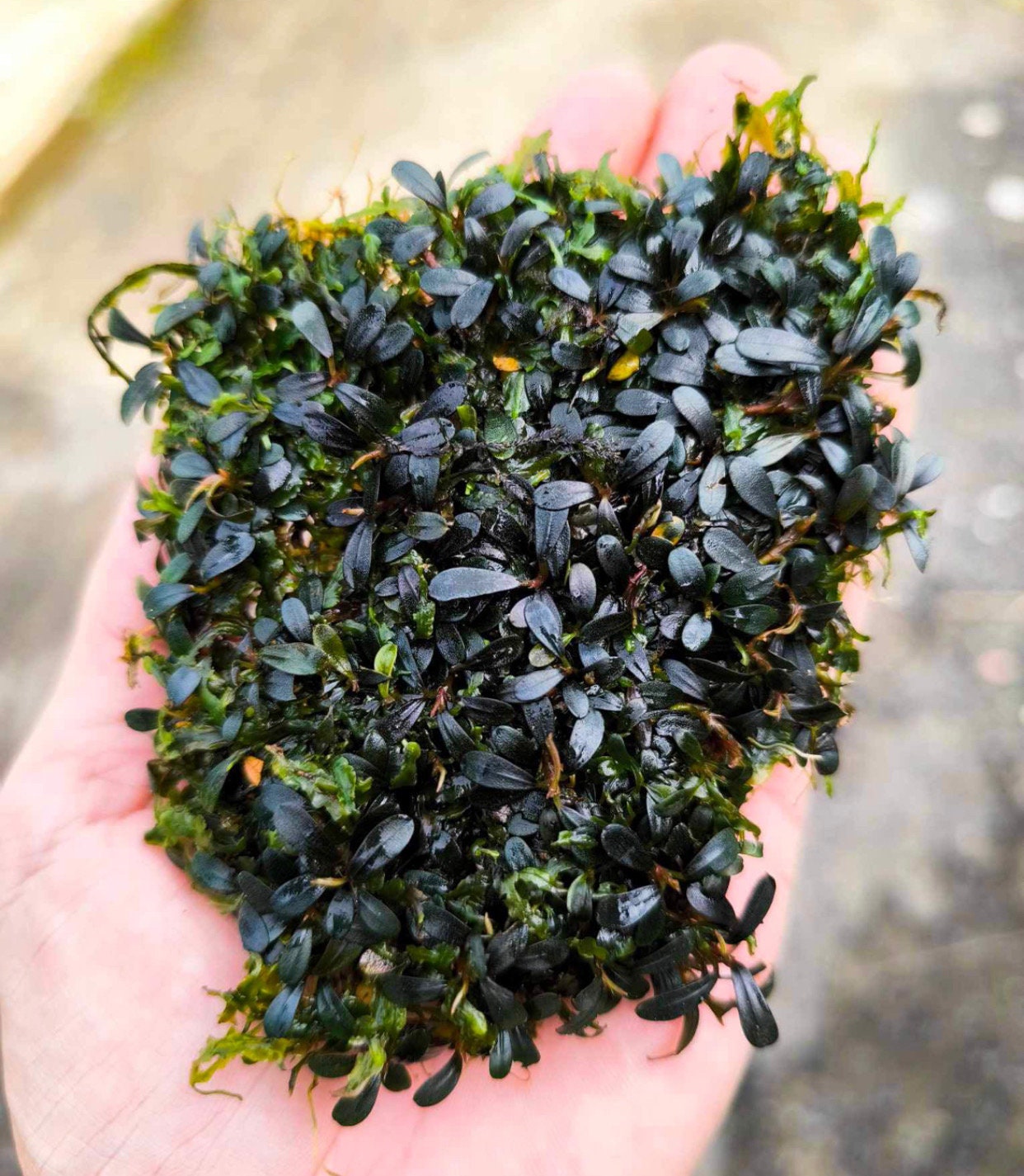 Bucephalandra Mini Starglitz Clump | Rare Aquatic Plant - Etsy