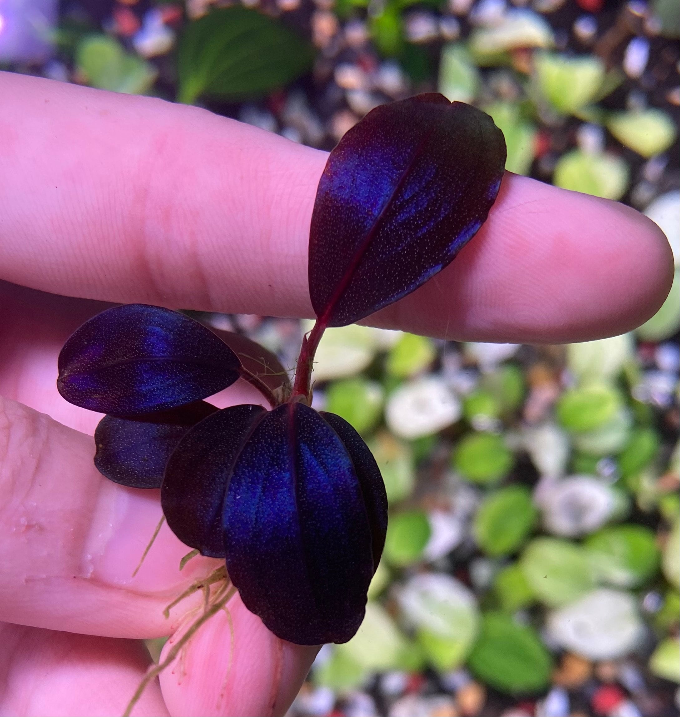 Bucephalandra Silat Cirle - Etsy
