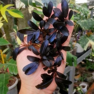 Bucephalandra Black Angel Indo | Ships From Austin, Texas - Etsy