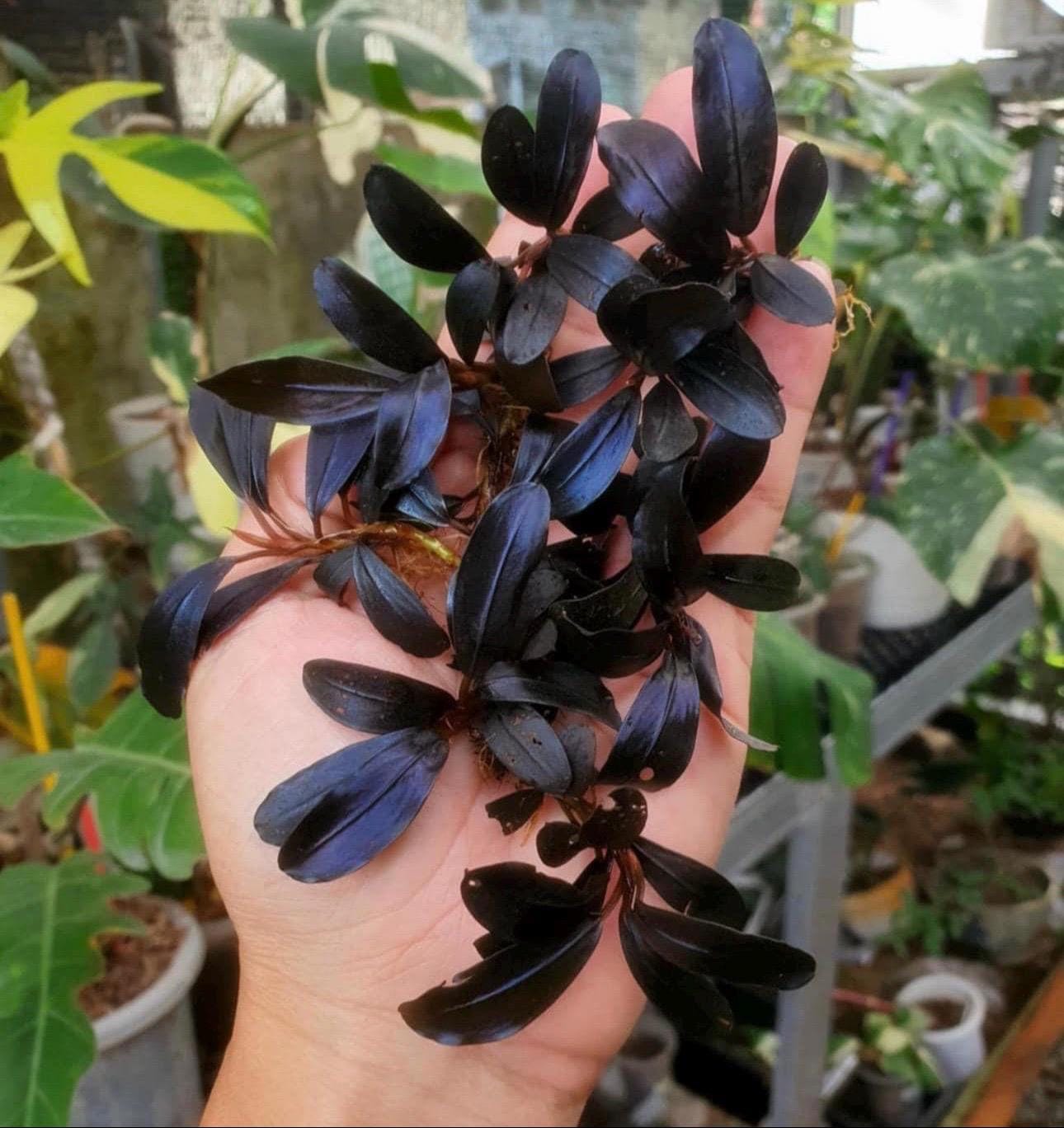 Bucephalandra sp. Galaxy black