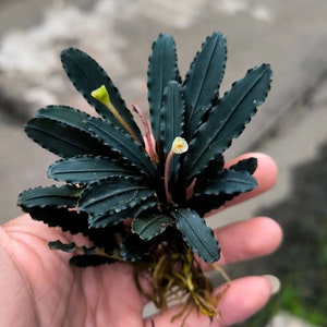 Bucephalandra sp Godzilla LF | Rare Large Form Godzilla