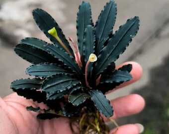 Bucephalandra sp Godzilla LF | Rare Large Form Godzilla