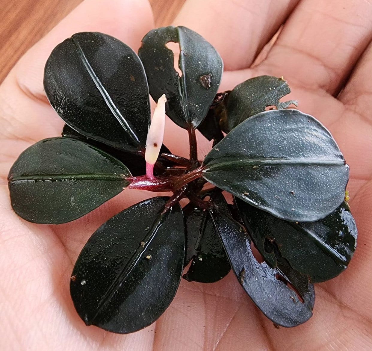Bucephalandra .sp Varigata 4本 Bucephalandra sp. White Variegated