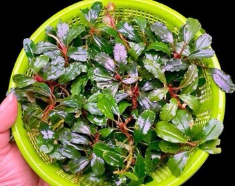 Bucephalandra Brownie Neo | Aquatic Plant