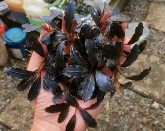 洋服通販 - 新作アイテムを Ultra Rare - Bucephalandra King Devil - Etsy 水草
