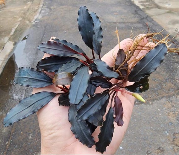 Bucephalandra Sp Theia | Ships From Austin, Texas - Etsy