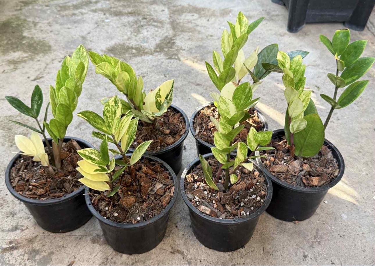 Zamioculcas zamifolia Akebono Mint Variegated Zz | Zamioculcas