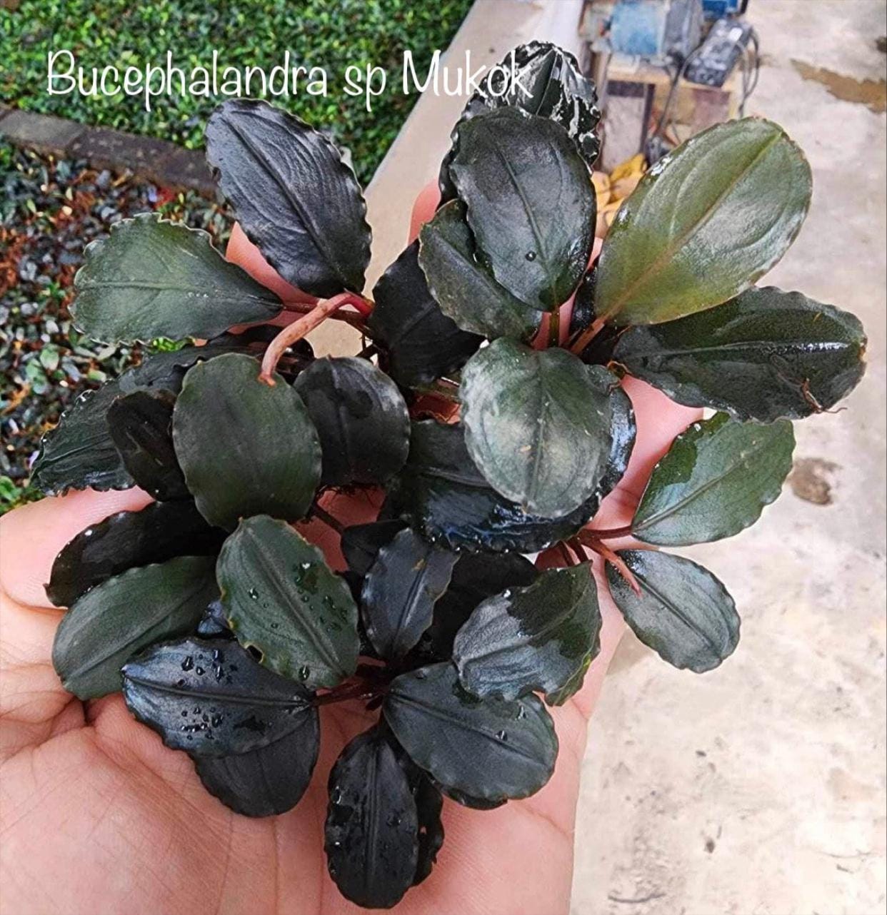 Bucephalandrasp.MukokBlackブセファランドラムコック9株