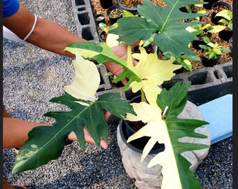 Variegated Philodendron Golden Dragon | Exact Plant | USA Seller ( Ships from Austin, Texas)