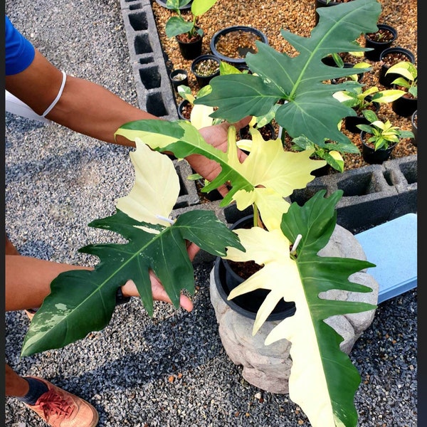 Variegated Philodendron Golden Dragon | Exact Plant | USA Seller ( Ships from Austin, Texas)