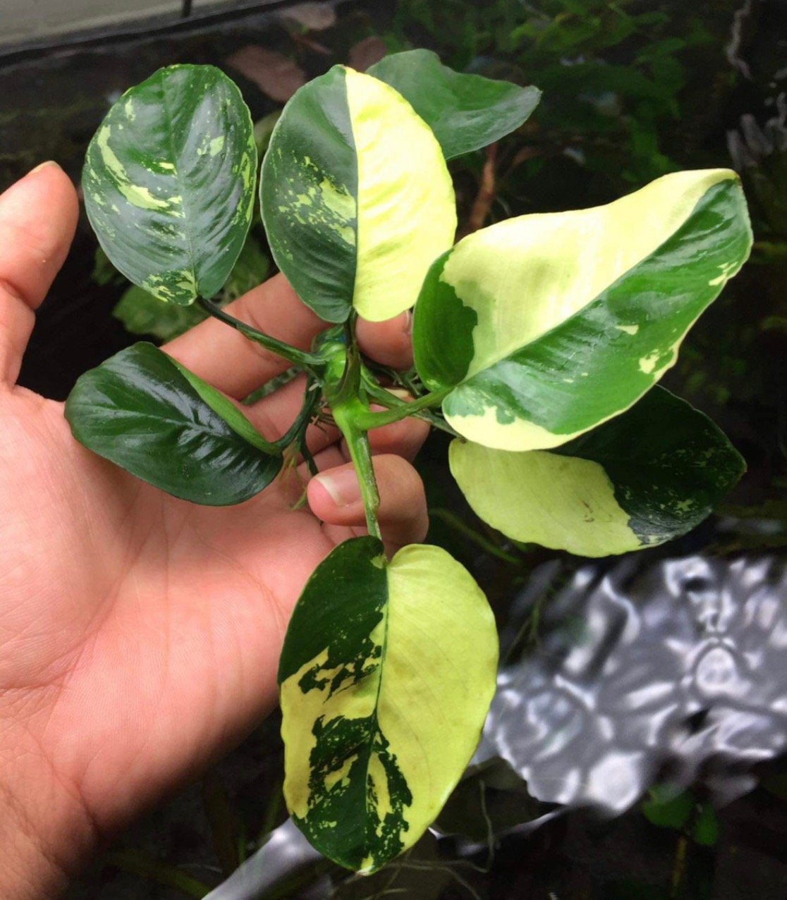 極美 Anubias Panda King (斑入りパンダキング アヌビアス ) Anubias