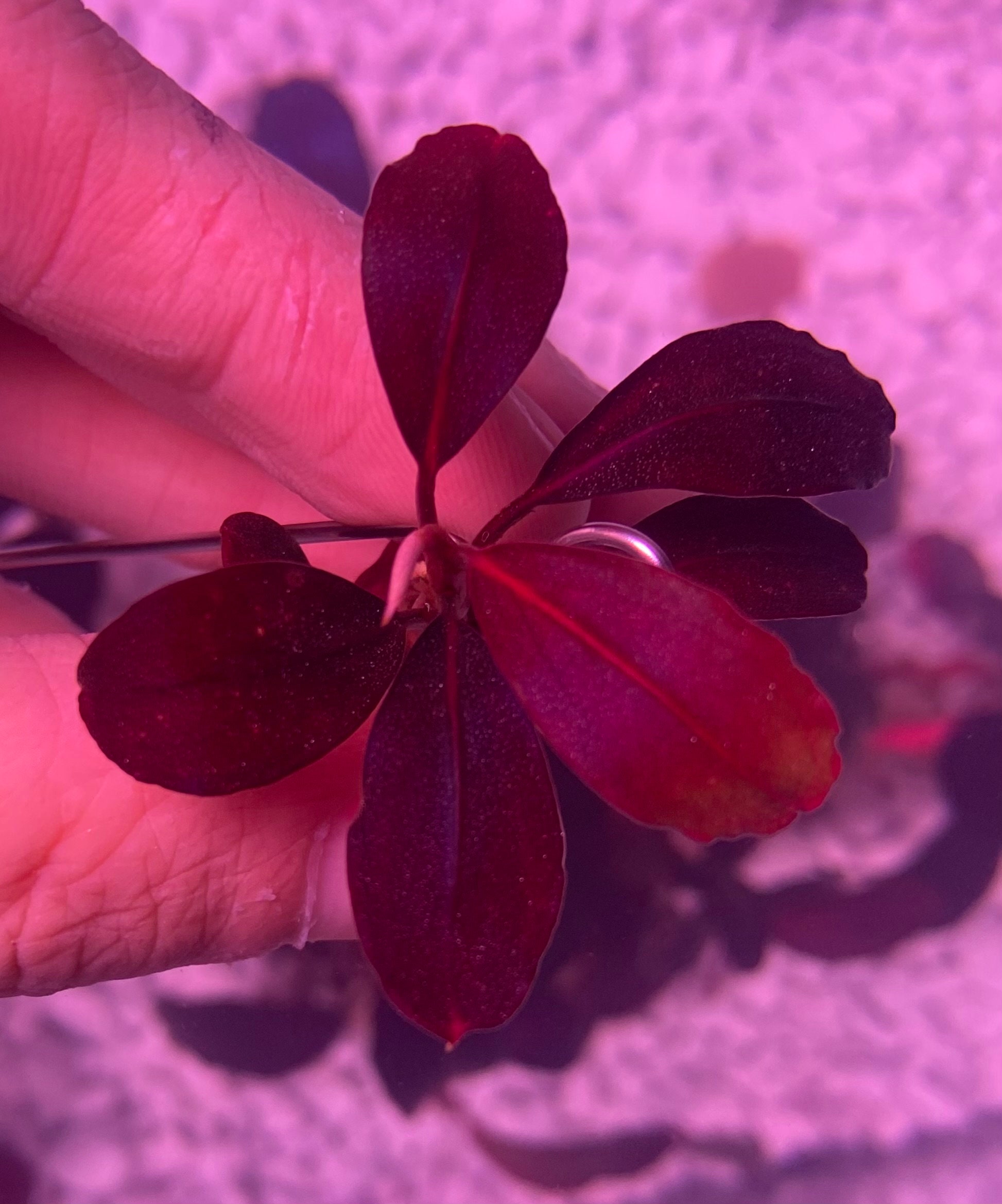 Bucephalandra Neo Pink (extremely Rare) - Etsy