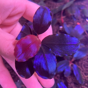 Bucephalandra Blackrock Helena (extremely Rare) - Etsy