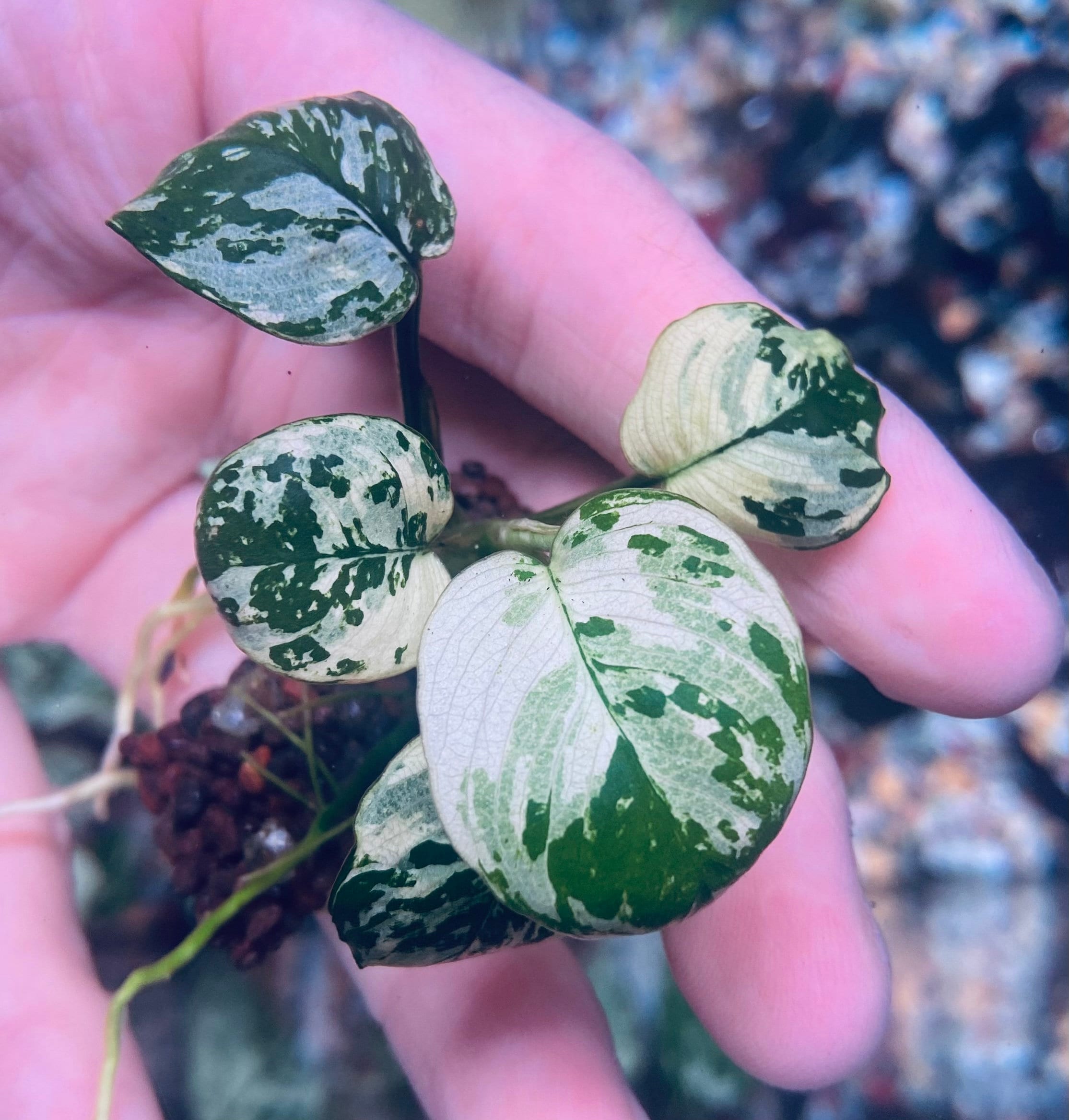 Anubias Var King - WYSIWYG 2 - - Etsy