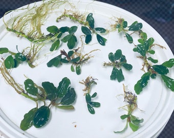 Mini Bucephalandra - Small type buce great for small aquariums