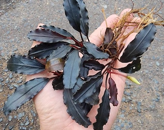 Bucephalandra Theia | Aquatic Plant