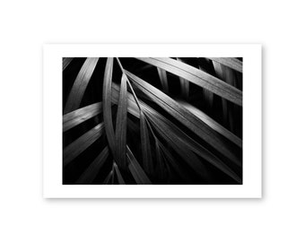 House Plant | Wall Art | Photography by Minesh Patel