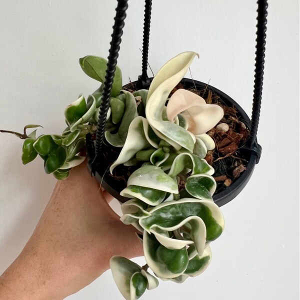 Hindu Rope Variegated - Etsy