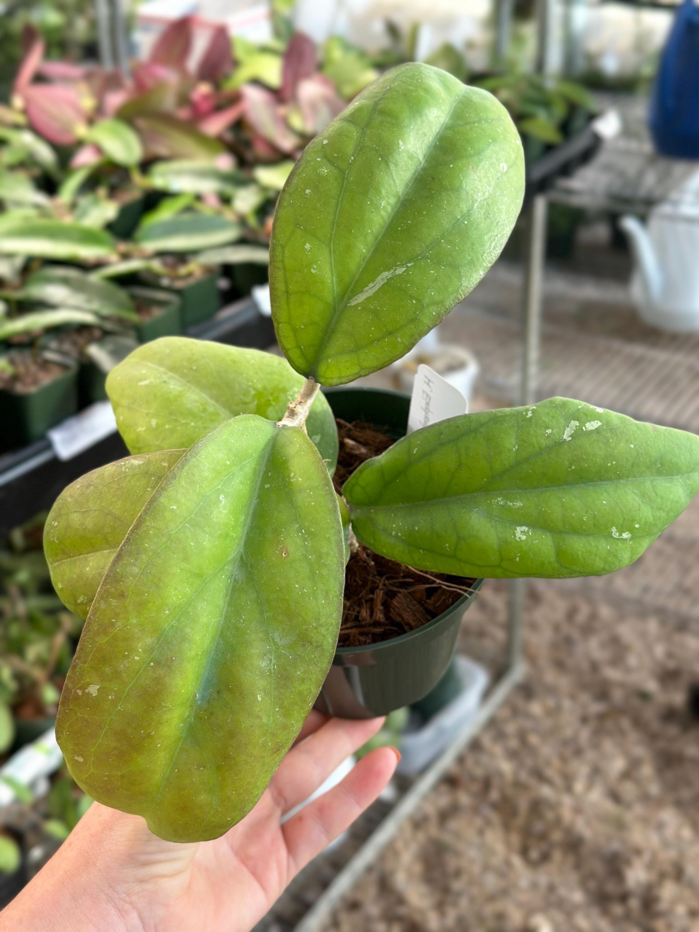 hoya cv joy 希少　レア品種 hoya cv joy 希少 レア品種 - メルカリ