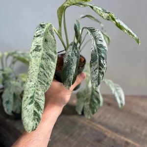 Variegated Epipremnum Gignateum