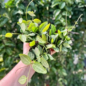 Watermelon (Ovata) Dischidia