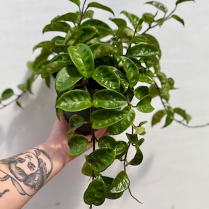 Hoya Carnosa ‘Krinkle’