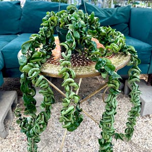 May include: A hanging Hoya carnosa 'Compacta' plant, also known as a Hindu rope plant, with tightly curled, green leaves. The plant is in a dark green pot and sits on a small, round, gold-colored table. The background includes a teal-colored couch.