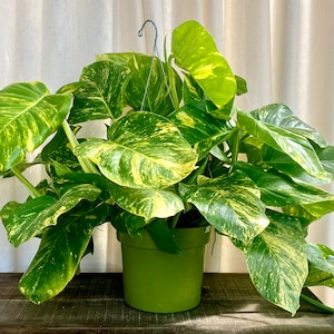 Giant Hawaiian Pothos