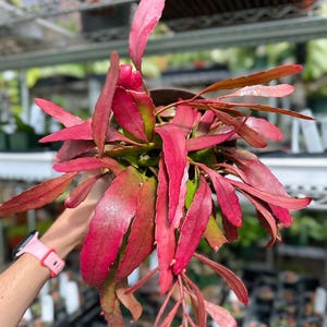 Rhipsalis Ramulosa