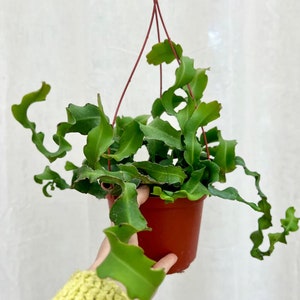 Curly Sue Orchid Cactus