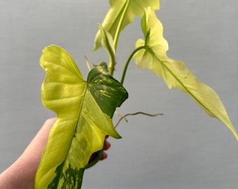 Variegated Philodendron Mint Dragon top cut