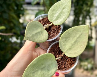 ホヤ　Hoya Veillata Silver Heart サクララン Hoya verticillata (heart-shape, silver) – Unsolicited Plant