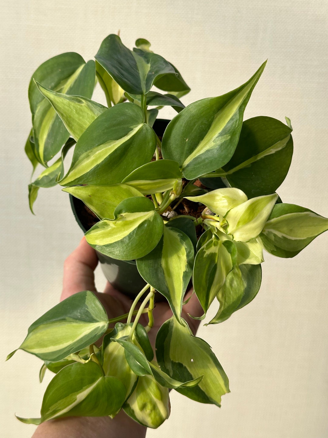 Philodendron Cream Splash – Lost In The Forrest - Foto 3