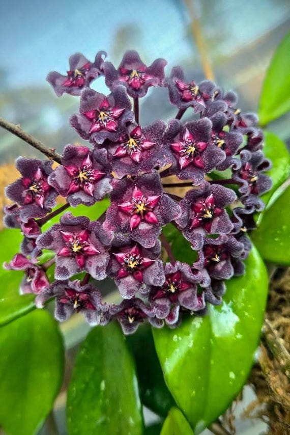 Royal Hawaiian Purple Hoya Pubicalyx - Etsy