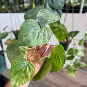 Variegated Heartleaf Philodendron Vine